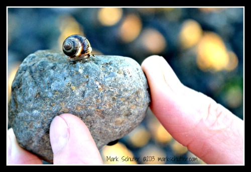 A Snail's World