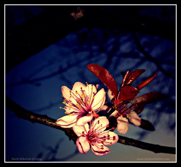 "Cherry Blossoms at Dusk"  Mark Schutter Â©2014 (Taken with Samsung Galaxy S4)