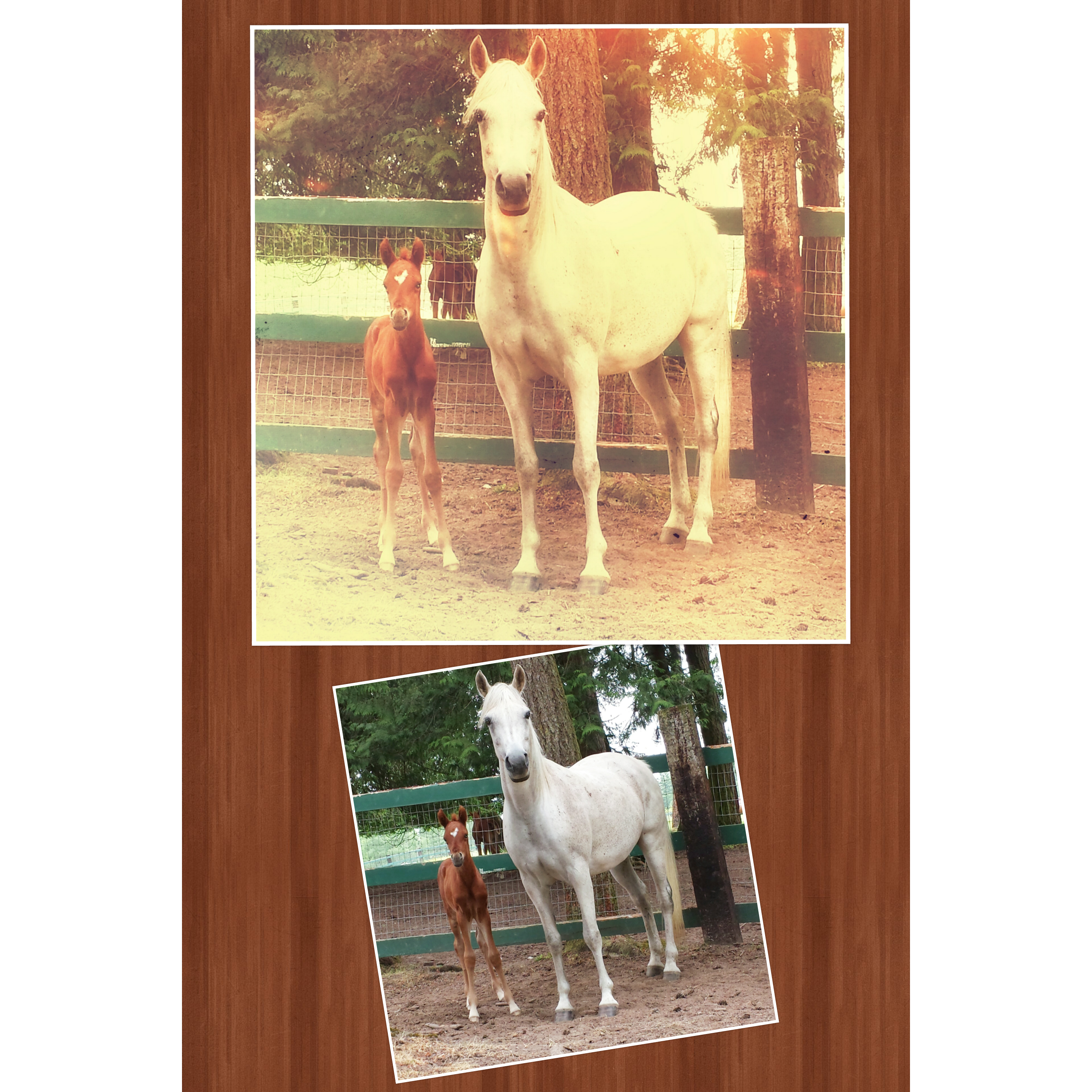 Arabians - Mare and 8 day old foal.