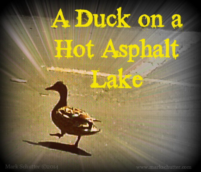 A Duck_Hot Asphalt Lake